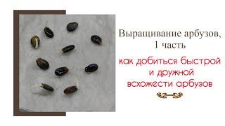 Выращивание арбуза от А до Я, 1 часть. Арбузы быстро и дружно взойдут, если придерживаться правил