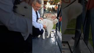 Beyaz kurt yavrusu