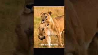 South Africa wildlife.
