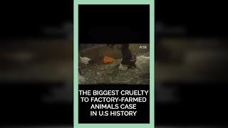 The Biggest Cruelty to Factory-Farmed Animals Case in U.S History #shorts