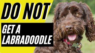 7 Reasons You SHOULD NOT Get a Labradoodle