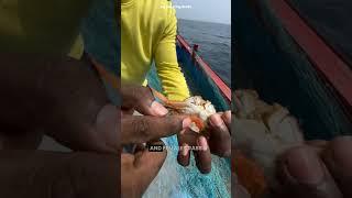 Why Are Fishermen Throwing Crabs Back Into the Sea? #Animals #Nature #AnimalFacts