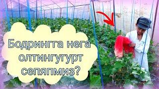 Бодрингга нега олтингугурт сепяпмиз?