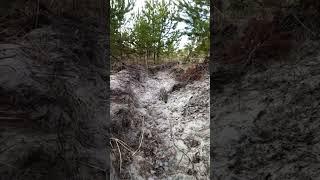 Нападение кабана.#кабан #секач