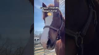Morgan Horse Is Curious So I Let Him Investigate️ #shorts