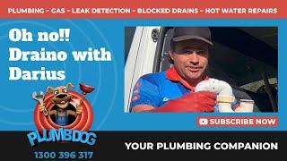 Draino disaster with Topdog Darius - Plumbdog Plumbing Perth #drainunblocking #blockeddrains #perth