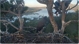 Sunny Returns w/ Pine Cone (Coneilia) & Eats Nestovers! Gizmo Rear End Rub & Beakies  FOBBV 6.18.25