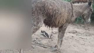 Donkeys in thar desert animals life gadha