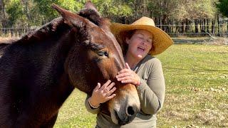 Every Animal On My Homestead (and how they help me with my Aspergers)