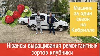 Нюансы выращивания ремонтантных сортов клубники.