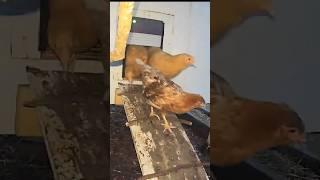 Chickens coming out of automatic chicken door #chicken #chickencoop #chickens