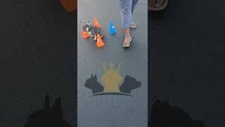 French Bulldog STAY COMMAND. ECOLLAR