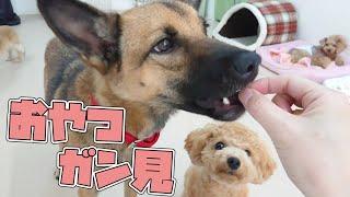 おやつガン見なビションプー　ひみつきちなう！#2  (チワワ トイプードル ミックス犬 ミニチュアダックス マルペキ)