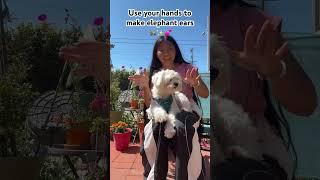 Wiggle wiggle wiggle your ears ! #shortsfeed #trending #fyp #dog
