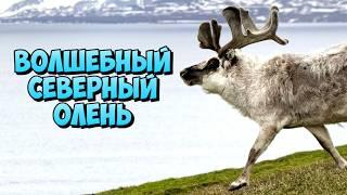 Королевство северного оленя: путешествие в мир сказочных животных!