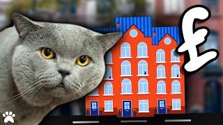 Preparing To Buy A British Shorthair House Cat