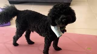 TACO treats are the best Taco THE POODLE | VIPets #cat #animal #dog #vipets