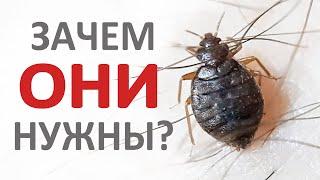 Для чего нужны постельные клопы и какая от них польза в природе?