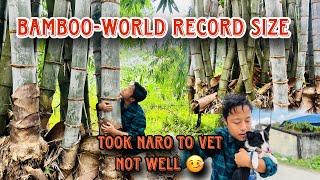 World record size BAMBOO found || My NARO is not well  took her to VET