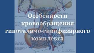 1 лекция Гипоталамус Гипофиз