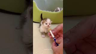 Cute Moment of Little Kitten Drinking Milk #shorts #kittendrinkingmilk #catfeeding