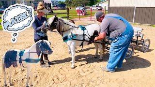 CAN MY PONY DRIVE? LET’S FIND OUT!