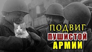 Кошки которые спасали Ленинград - «Мяукающая Дивизия» . Блокада Ленинграда. Военные Истории