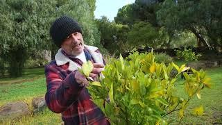 Yellowing citrus? Learn the causes and how to fix it!