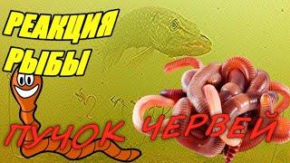 Пучок червей на леске! Реакция рыбы! Подводная съёмка.