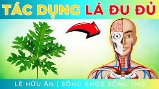 8 tác dụng TỐT KHÔNG NGỜ của LÁ ĐU ĐỦ với sức khoẻ ( và cách sử dụng hiệu quả, an toàn)