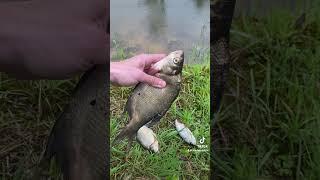 Two perch for the pan, one roach for Lusya  Forest blessings never let you starve  #wildliving
