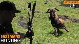 A Bow Hunting Paradise! Hunt Hawaii: Axis Deer, Pigs & Goats