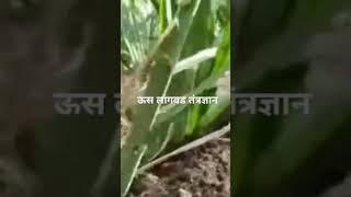 ऊस लागवड तंत्रज्ञान l sugercane farming l us lagvad l #npk #ऊसखतव्यवस्थापन #शेतीमाहिती