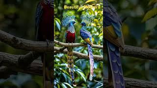 Beautiful feathers #beauty #birds #beautiful #magical #fypシ゚viral #fyp #forest #viralshort