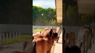 Best Horses 