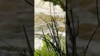  #calming #relaxing  #waterfall #beautifuloutdoors #shorts