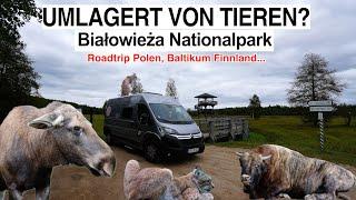 #1012 Alle ausgestopft! Wo sind die echten Tiere? Letzter Urwald Europas, Białowieża Park, Polen