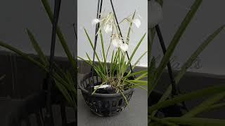 Brassavola Nodosa Plant for Sale!️#sale #kerala #rain #malayalam #garden #gardening