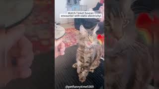 Cat vs electric static #cat #funnycats #funny #funnyanimls