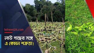 প্রায় ৫০০ লাউসহ বাগানের সব গাছ কেটে ফেলার অভিযোগ | Manikganj News | @bdnews24