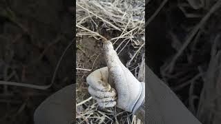 Металлокоп!!! иногда находки не очень радуют
