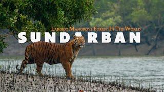 MYSTERIOUS SUNDARBAN | Complete Tour Guide | Largest Mangrove Forest In The World | West Bengal