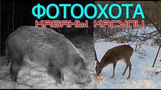 ПРОВЕРКА ФОТОЛОВУШКИ/ФОТООХОТА/КАБАНЫ КОСУЛИ