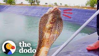 Guy Risks His Own Life To Save 3 Trapped Snakes | The Dodo