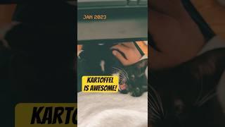 How My Cat Helped Me Stop Stressing Over Everything