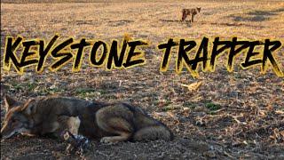 2024 Trapping Season, Episode 6, 6 coyotes, 3 bobcats!! Crazy Day Trapping in Pennsylvania #trapping