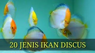 20 Jenis Ikan Discus Rajanya Ikan Hias untuk Aquascape (Cichlid)