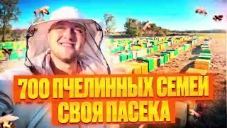 Личная пасека 700 пчелосемей. Опыление подсолнуха при помощи пчел. Продаем мед оптом с личной пасеки