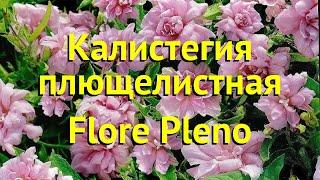 Калистегия амурская, плющелистная Флор Плено. Краткий обзор calystegia hederacea Flore Pleno