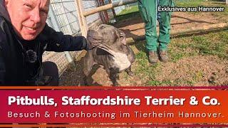 Pitbulls, Staffordshire  Terrier & Co. -  Besuch & Fotoshooting im Tierheim Hannover 2024.